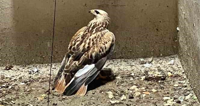 Apartman boşluğunda mahsur kalan şahin kurtarıldı