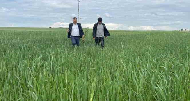 Yozgat’ta yağışlar nedeniyle ekili alanlarda pas hastalığı riski oluştu