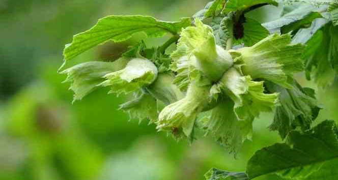 Soydan: “Fındıkta rekolte tahminleri açıklamak için erken”