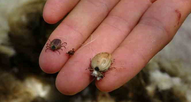 Onca ölümlere rağmen kenelerle boncukla oynar gibi oynuyor