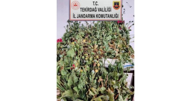 Tekirdağ’da 384 kök haşhaş bitkisi ele geçirildi