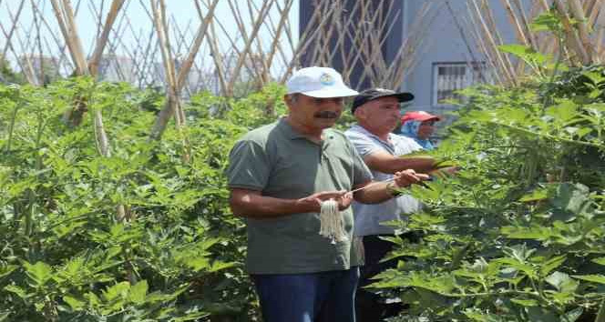 Gönüllü serasında yetiştirilen sebze ve meyveler ihtiyaç sahiplerine gidiyor