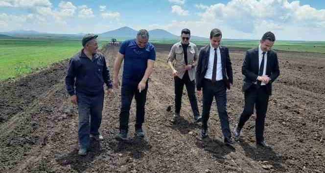 Selim’de yağlık ayçiçeği ekilmeye başladı