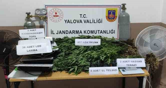 Yalova’da evin bodrumunu uyuşturucu serasına çevirdiler