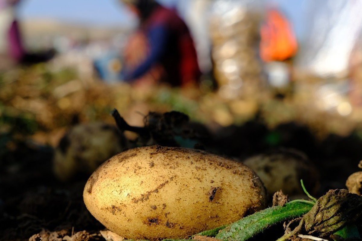 İstanbul&#039;da Mayıs ayının en fazla pahalanan ürünü patates oldu