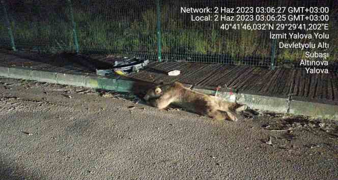 Yalova’da taksinin çarptığı ayının ayakları kırıldı