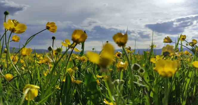 Ardahan ovası sarıya boyandı