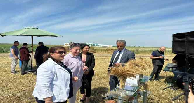 Tritikale Tanıtım ve Tarla Günü’nde hasat yapıldı