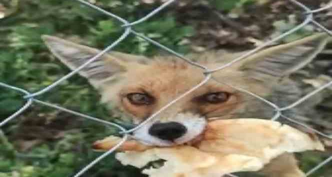 Yolda denk geldiği tilkiye elleriyle ekmek yedirdi