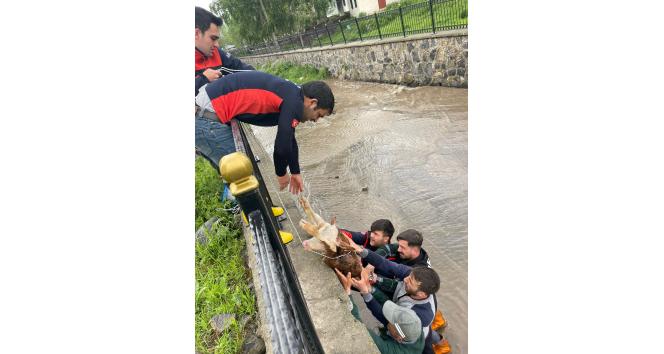 Dereye düşen buzağı için seferber oldular