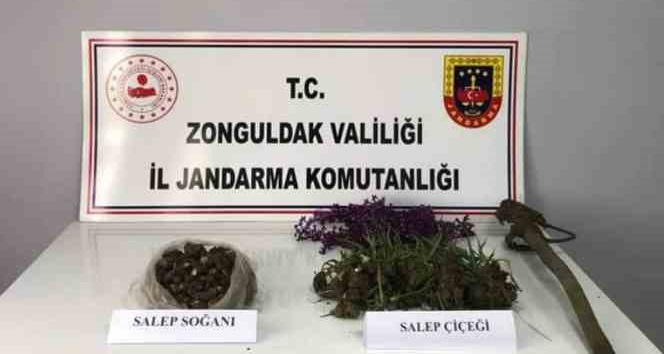Salep soğanı toplayanlara 2 milyon lira ceza