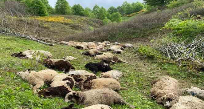 Ordu’da koyun sürülerine ayı saldırdı: 76 koyun telef oldu