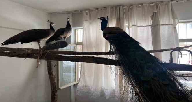 Ordu’da Hint tavus kuşu besleyen kişiye ceza: 3 kuşa el konuldu