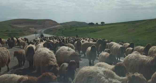 Göçerlerin zorlu yayla yolculuğu devam ediyor