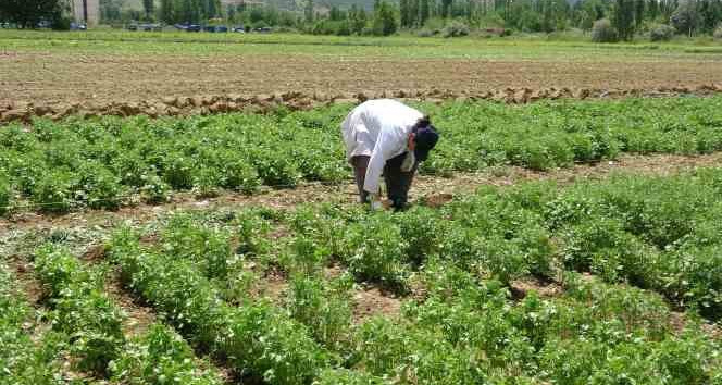 Tokat’ta anason üretimi için araştırma yapılıyor
