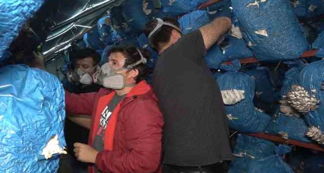 Çocukluk arkadaşı 3 mühendis istiridye mantarı üretiyor: Kilosu 70 liradan satılıyor