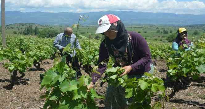 Tokat’ta bağ yaprağı hasadı başladı