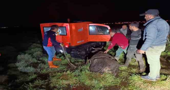 Bataklığa saplanan inek AFAD ekiplerince kurtarıldı