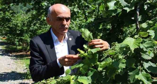 Fındıkta rekolte polemiği