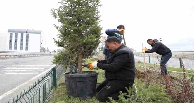 Kars’ta refüjler yeşilleniyor