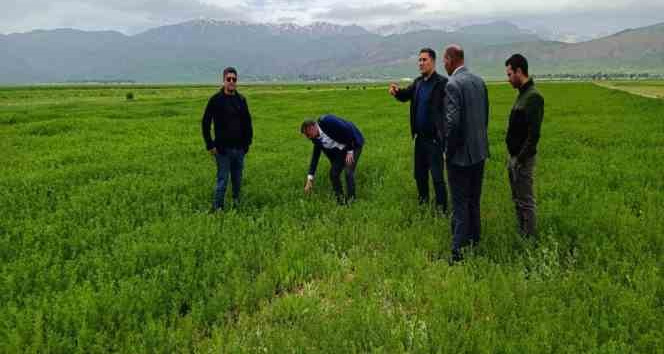 Yüksekova’da çekirge sürvey çalışması