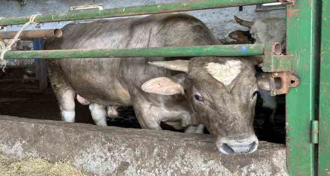 Alnında kalp şekli olan dana görenleri şaşırtıyor
