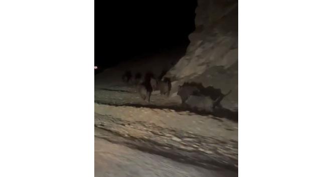 Yüksekova’da domuz sürüsü görüntülendi