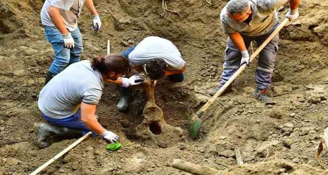 Mezarı açıldı, 16 yıl önce ölen fil Pak Bahadır’ın kemikleri titizlikle çıkarılıyor