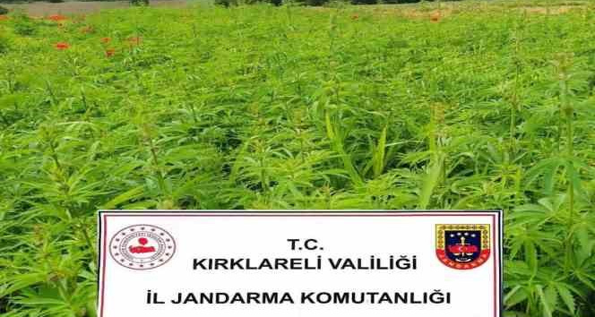 Kırklareli’nde 1 milyon 137 bin 500 kök Hint keneviri ele geçirildi