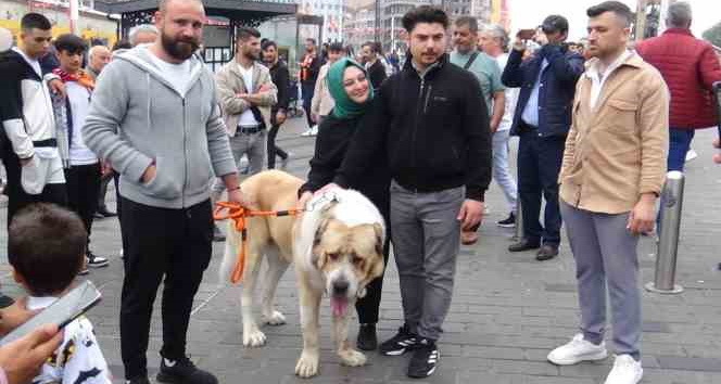 Şampiyon dev köpek Taksim’de ilgi odağı oldu