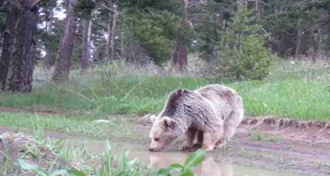 Su içen boz ayı fotokapanla görüntülendi