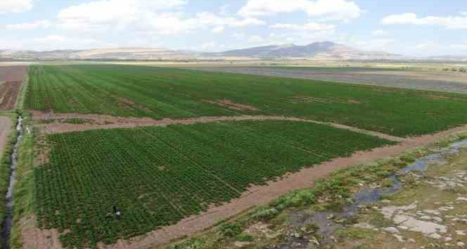 Diyarbakırlı çiftçi, kurbanlık götürdüğü Adana’dan patates işiyle döndü