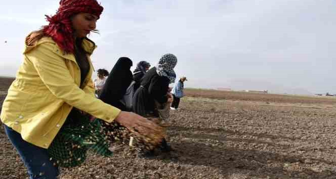 Doğubayazıtlı kadınlar toprağa hayat verdi