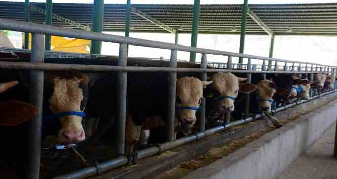 Körfez’de küpesiz hayvan kurban satış alanına alınmayacak