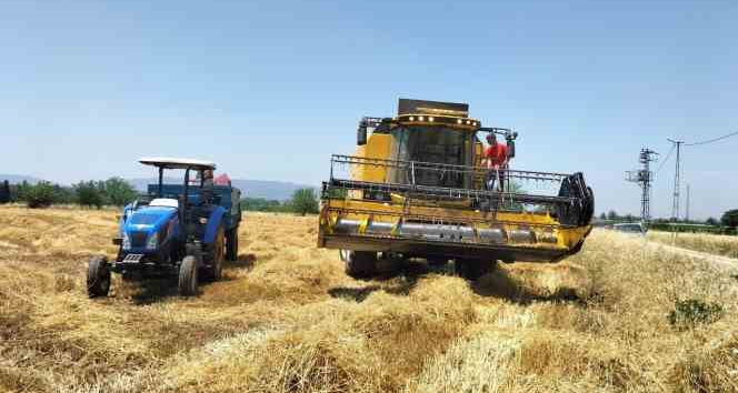 Osmaniye’de buğday alım fiyatı ve verimi çiftçinin yüzünü güldürdü