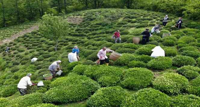 Fındık diyarı Ordu’da ilk çay hasadı başladı