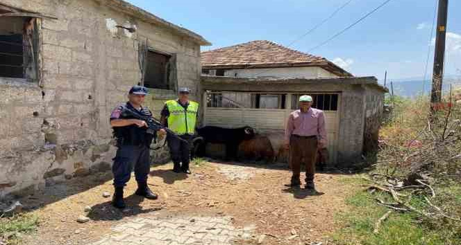 Kaybolan keçileri jandarma buldu