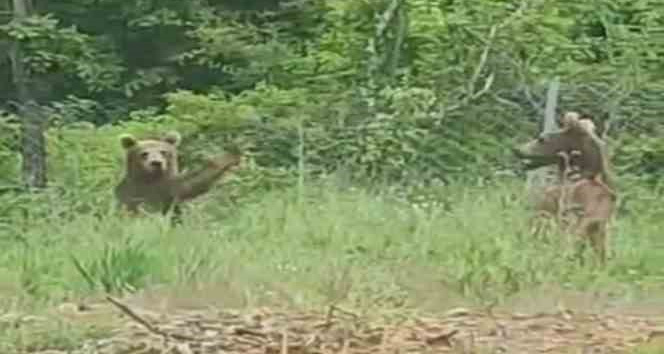 Anne ve 2 yavru ayı yiyecek ararken görüntülendi