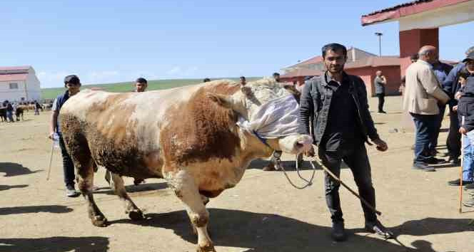 Doğu’dan Batıya kurbanlık sevkiyatı hız kazandı