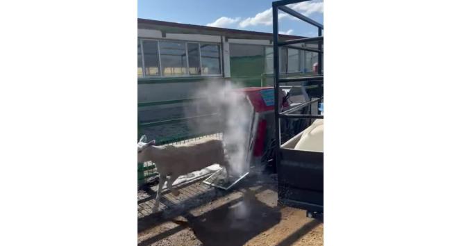 İlaçlanan koyunların sevimlilikleri sosyal medyada büyük ilgi gördü