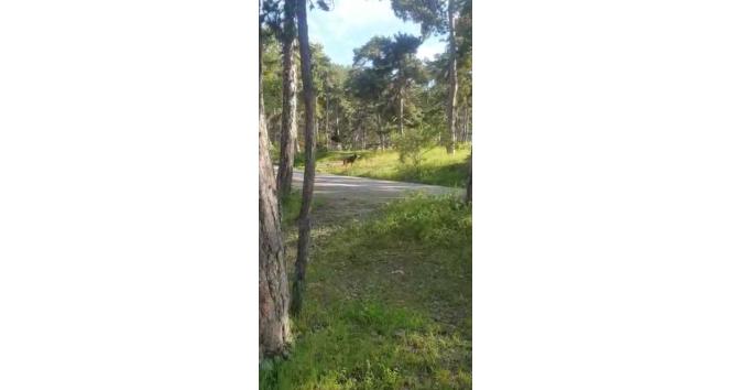 Soğuksu Milli Parkı’nda piknikçilere ayı şoku