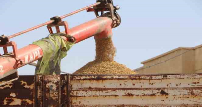 Mardin’de çiftçiler hububatta rekolteden memnun