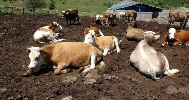 Yozgat’tan büyükşehirlere kurbanlık sevkiyatı başladı