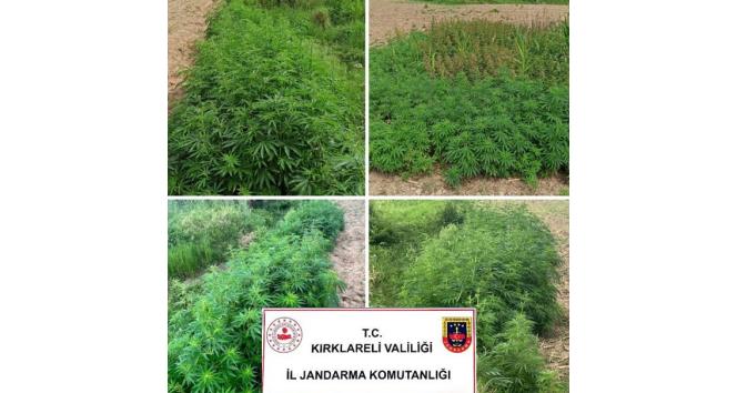 Kırklareli’nde 13 bin 800 kök Hint keneviri ele geçirildi
