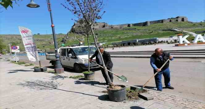 Kars’ta kuruyan ağaçlar değiştiriliyor