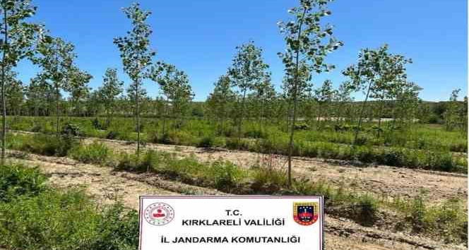 Kırklareli’de 14 bin kök kenevir ele geçirildi