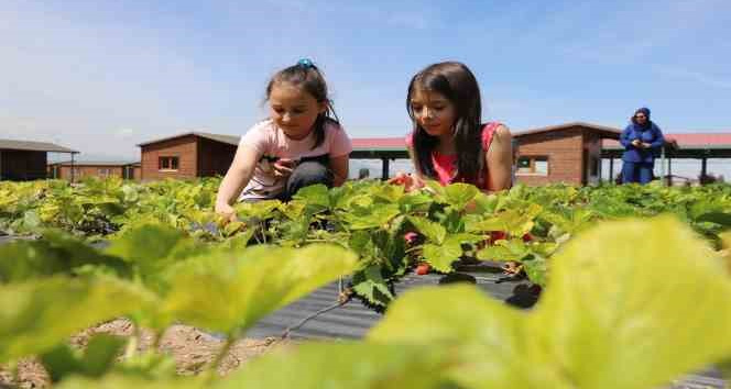 Büyükşehir’in doğal ürünler bahçesi minkleri ağırladı