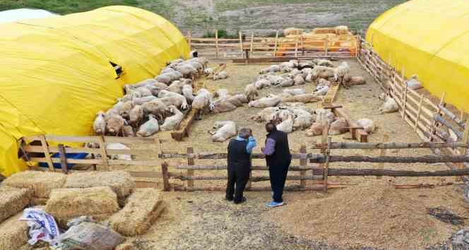 Keçiören’de kurban pazarı kuruldu, satışlar başladı
