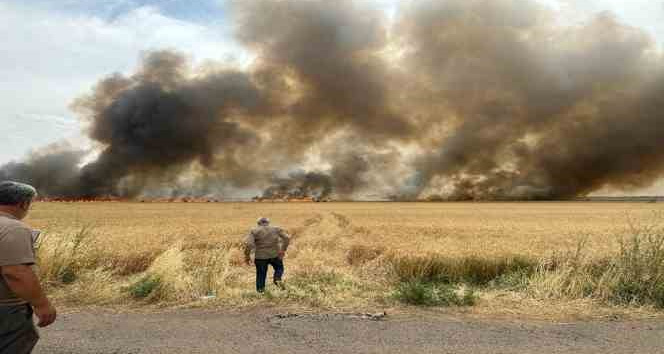 Derik’te 120 dönüm buğday tarlası küle döndü