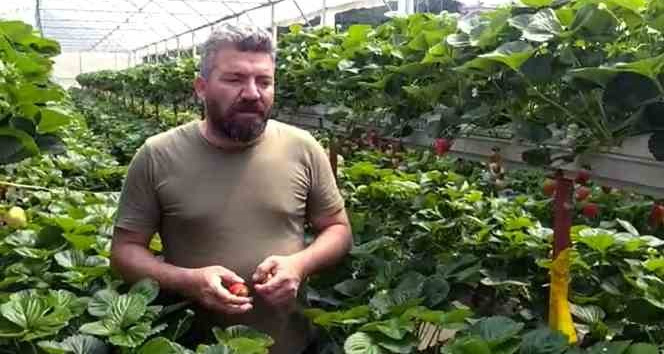 Giresun’da topraksız tarımda çilek üretimi artıyor